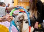 Za pacienty v Kroměřížské nemocnici dorazili psí zdravotníci Megy a Keisy