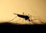 Otrokovice plánují na čtvrtek další zásah proti komárům