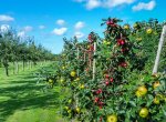 Nad Těšnovicemi vyroste ovocný sad i mokřad. Radnice chce zadržet více vody v krajině