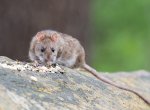 Ve Zlíně plánují deratizaci potkanů