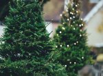 Letošní vánoční strom v Kroměříži přivezou z Dolních Zahrad