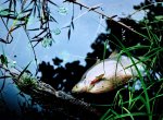 Rybářům chybějí peníze za likvidaci škod po otravě řeky Bečvy