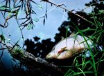 Hasiči likvidovali uhynulé ryby v řece Moravě