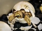 Zlínská zoo hlásí rekordní počet mláďat želvy ostruhaté
