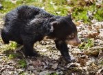 ​Návštěvníci Zoo Zlín si už mohou užít podívané na medvídě vzácného medvěda pyskatého
