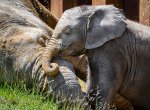 ​Zlínská zoo zve na oslavu prvních narozenin prvního afrického slůněte v Česku