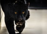 ​Zlínská zoo získala nového samce jaguára