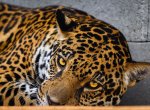 Jaguar Trek přilákal do zlínské zoo davy návštěvníků. Dany už se hrdě ukazoval, Yuna je zatím stydlivá
