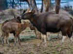 Ve zlínské zoo se narodilo první mládě gaurů indických