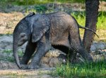 ​Ve zlínské zoo se narodilo první mládě slona afrického v České republice