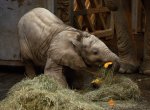 ​Sameček slona afrického ve zlínské ZOO má 6 měsíců a dostal andělské jméno Zyqarri