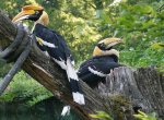 Odchov dvojzoborožce indického v Zoo Zlín je světovým unikátem