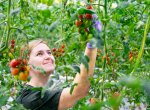 Exkurze Patriotu do největší rajčatové farmy České republiky Bezdínek