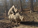 Nosorožec Kashka po osmi letech v Lešné našel poprvé odvahu k páření