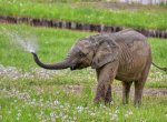 ​Zlínská zoo slaví dvacet let chovu slonů a druhé narozeniny prvního afrického slůněte