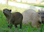 Kapybary ve zlínské zoo přivedly na svět čtyři mláďata