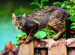 Kroměříž plánuje v novém útulku ubytovat až 60 koček