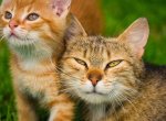 Kroměřížská radnice navýšila dotaci pro spolek provozující soukromý kočičí útulek