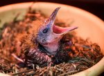 ​Zoo Zlín jako první v Evropě přirozeně odchovala jihoamerického pěvce kotingu tříbarvou