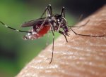 Nekonečný boj s komáry v Otrokovicích pokračuje. V pondělí se chystá čtvrtý zásah
