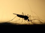 Otrokovice plánují na čtvrtek další zásah proti komárům