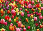 Valašské Meziříčí rozkvétá jarními květy. Vysázeli jich na 45 tisíc