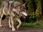 ​Kraj vyplatí další peníze za škody způsobené vlky
